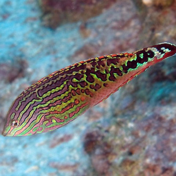 Macropharyngodon Bipartitus* mâle 6-8 cm